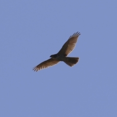 Accipiter fasciatus (Brown Goshawk) at Jerrabomberra Wetlands - 22 May 2024 by RodDeb