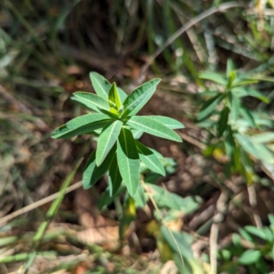 Euphorbia oblongata (Egg-leaf Spurge) at Melba, ACT - 22 May 2024 by rbannister