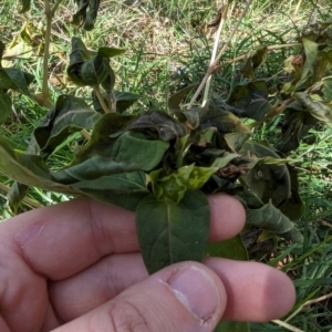 Mirabilis jalapa at Melba, ACT - 22 May 2024