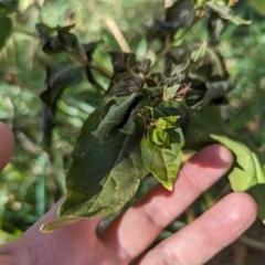 Mirabilis jalapa at Melba, ACT - 22 May 2024