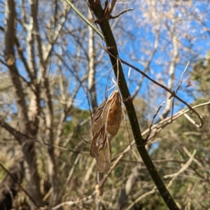 Acer negundo at Melba, ACT - 22 May 2024