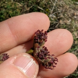 Acer negundo at Melba, ACT - 22 May 2024 11:48 AM