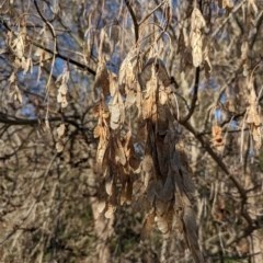 Acer negundo at Melba, ACT - 22 May 2024