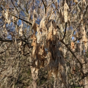 Acer negundo at Melba, ACT - 22 May 2024 11:48 AM