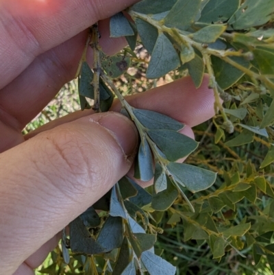 Acacia cultriformis (Knife Leaf Wattle) at Melba, ACT - 22 May 2024 by rbannister