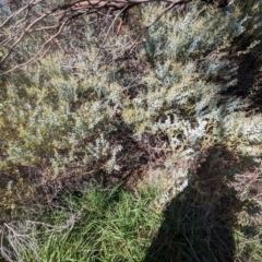 Acacia cultriformis at Melba, ACT - 22 May 2024