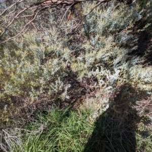 Acacia cultriformis at Melba, ACT - 22 May 2024