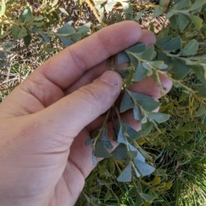 Acacia cultriformis at Melba, ACT - 22 May 2024