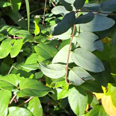 Lonicera japonica (Japanese Honeysuckle) at Mount Ainslie - 22 May 2024 by abread111