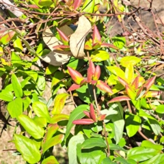 Lonicera japonica at Mount Ainslie - 22 May 2024 02:05 PM