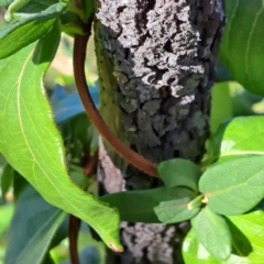 Lonicera japonica at Mount Ainslie - 22 May 2024