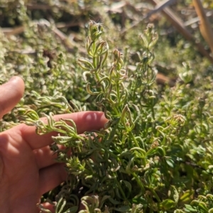 Galium aparine at Melba, ACT - 22 May 2024