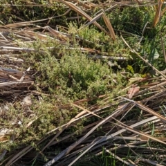 Galium aparine at Melba, ACT - 22 May 2024