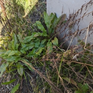 Rumex crispus at Melba, ACT - 22 May 2024 11:54 AM