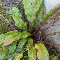 Rumex crispus at Melba, ACT - 22 May 2024 11:54 AM