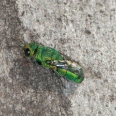 Chrysididae (family) (Cuckoo wasp or Emerald wasp) at Scullin, ACT - 22 May 2024 by AlisonMilton