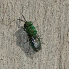 Chrysididae (family) at Scullin, ACT - 22 May 2024 11:45 AM