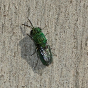 Chrysididae (family) at Scullin, ACT - 22 May 2024 11:45 AM