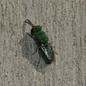 Chrysididae (family) at Scullin, ACT - 22 May 2024 11:45 AM