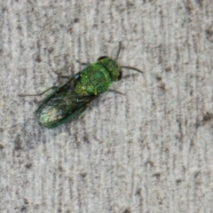 Chrysididae (family) at Scullin, ACT - 22 May 2024 11:45 AM