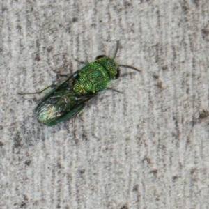 Chrysididae (family) at Scullin, ACT - 22 May 2024 11:45 AM