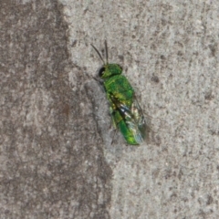 Chrysididae (family) at Scullin, ACT - 22 May 2024 11:45 AM