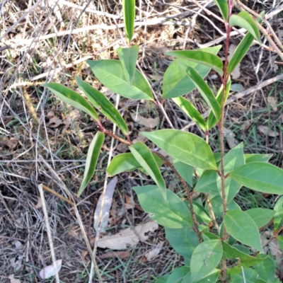 Ligustrum lucidum (Large-leaved Privet) at Mount Ainslie - 22 May 2024 by abread111