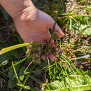 Cyperus eragrostis at Melba, ACT - 22 May 2024