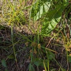 Cyperus eragrostis at Melba, ACT - 22 May 2024