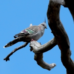 Ocyphaps lophotes at Hawker, ACT - 27 Mar 2024 11:18 AM