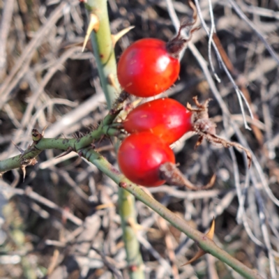 Rosa rubiginosa (Sweet Briar, Eglantine) at Mount Ainslie - 22 May 2024 by abread111