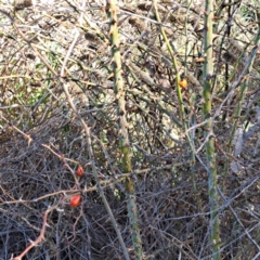 Rosa rubiginosa at Mount Ainslie - 22 May 2024 02:10 PM