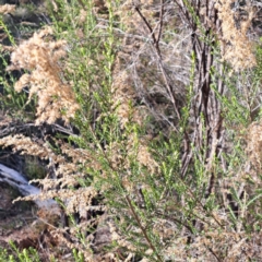 Cassinia sifton (Sifton Bush, Chinese Shrub) at Mount Ainslie - 22 May 2024 by abread111