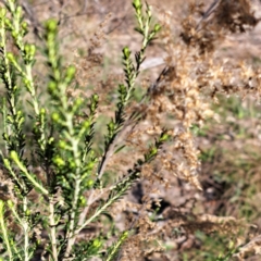 Cassinia sifton at Mount Ainslie - 22 May 2024 02:16 PM