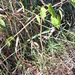 Celtis australis (Nettle Tree) at Mount Ainslie - 22 May 2024 by abread111