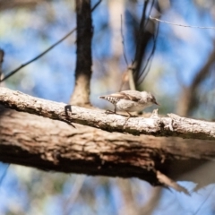 Daphoenositta chrysoptera (Varied Sittella) at Wingecarribee Local Government Area - 22 May 2024 by Yippee077