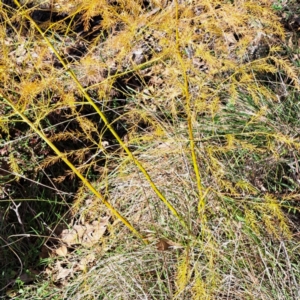 Asparagus officinalis at Mount Ainslie - 22 May 2024 02:20 PM