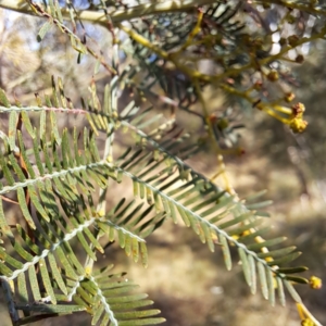 Acacia decurrens at Mount Ainslie - 22 May 2024 02:30 PM