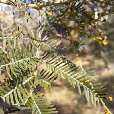 Acacia decurrens (Green Wattle) at Mount Ainslie - 22 May 2024 by abread111