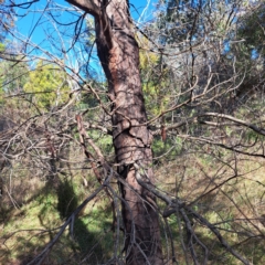 Acacia decurrens at Mount Ainslie - 22 May 2024 02:30 PM