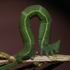 Aeolochroma metarhodata (Tea-tree Emerald) at WendyM's farm at Freshwater Ck. - 29 Apr 2023 by WendyEM