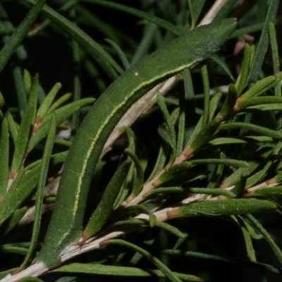 Aeolochroma metarhodata (Tea-tree Emerald) at WendyM's farm at Freshwater Ck. - 5 May 2023 by WendyEM