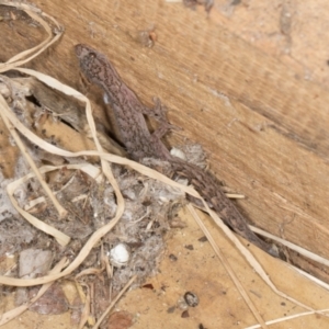 Christinus marmoratus at Higgins, ACT - 20 May 2024 12:46 PM