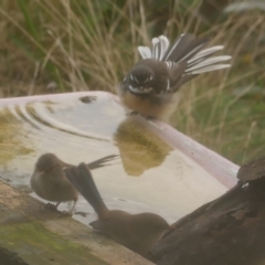 Rhipidura albiscapa (Grey Fantail) at WendyM's farm at Freshwater Ck. - 14 Apr 2023 by WendyEM