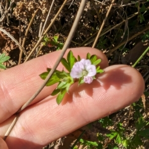 Geranium sp. Pleated sepals (D.E.Albrecht 4707) Vic. Herbarium at Melba, ACT - 22 May 2024 11:55 AM