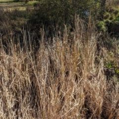 Typha sp. (Cumbungi) at Melba, ACT - 22 May 2024 by rbannister