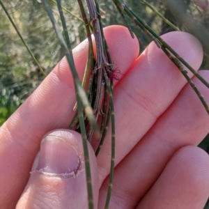 Casuarina cunninghamiana subsp. cunninghamiana at Melba, ACT - 22 May 2024