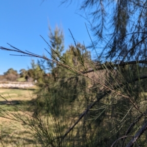 Casuarina cunninghamiana subsp. cunninghamiana at Melba, ACT - 22 May 2024