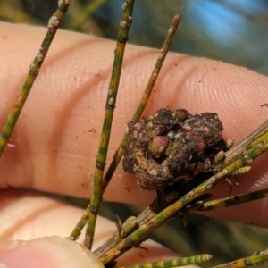 She-oak Insect Gall at Melba, ACT - 22 May 2024