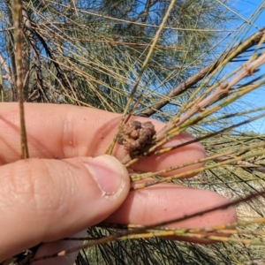 She-oak Insect Gall at Melba, ACT - 22 May 2024